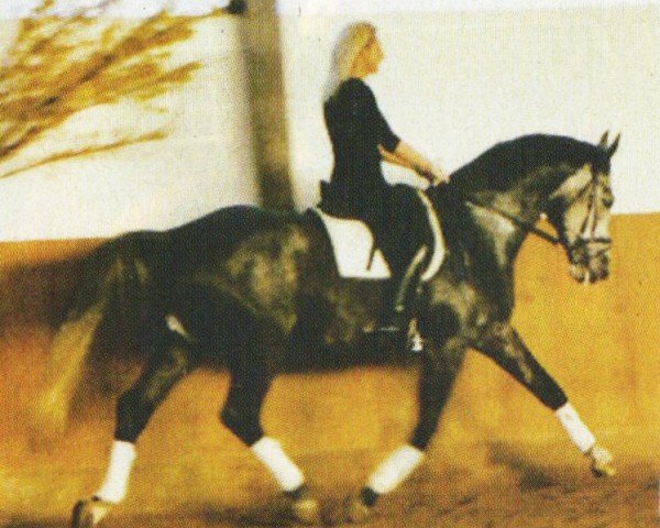 Dressurpferd Pik Donnerhalls Boy (Westfale, 1998, von Pik Donnerhall)