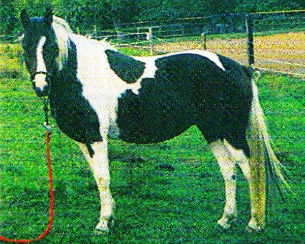 Springpferd Lady (Deutsches Reitpony, 1996, von Namajan)