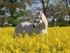 broodmare Wolke G (Holsteiner, 2006, from Cassiano)