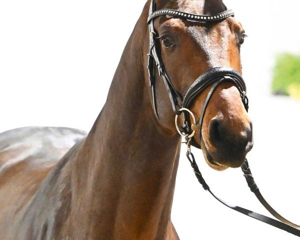 Springpferd Calix Blue (Deutsches Sportpferd, 2021, von Chacoon Blue)