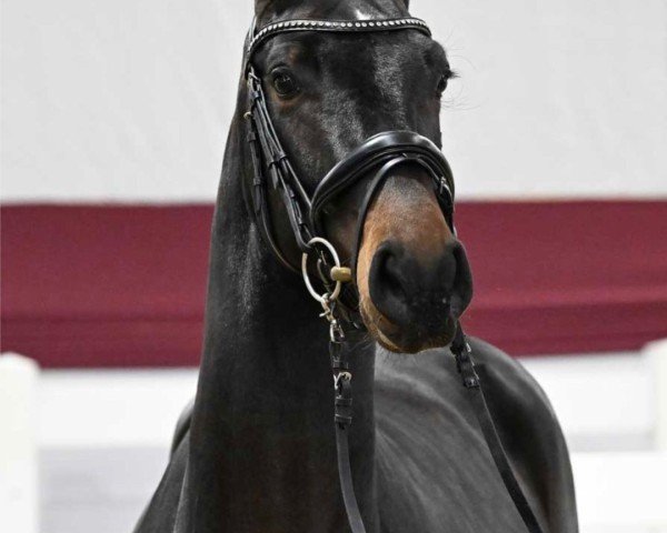Springpferd Deep Blue (Deutsches Sportpferd, 2022, von Diablue PS)