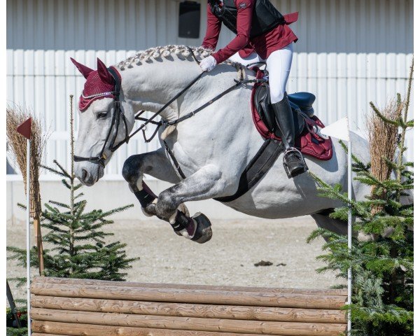 dressage horse Baltimo (Hungarian Warmblood, 2017)