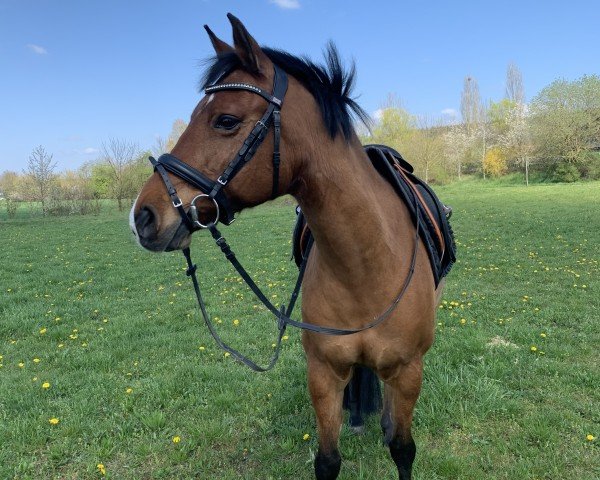 Pferd Gorano (Deutsches Reitpony, 2003, von Germany)