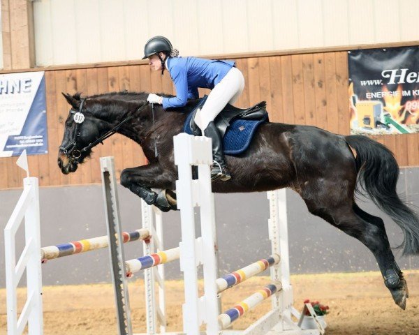 Springpferd Beatrix HG (KWPN (Niederländisches Warmblut), 2006, von Haarlem)