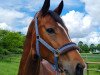 jumper Fanelli (German Sport Horse, 2008, from Lancelot Quainton)