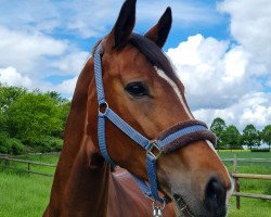 jumper Fanelli (German Sport Horse, 2008, from Lancelot Quainton)