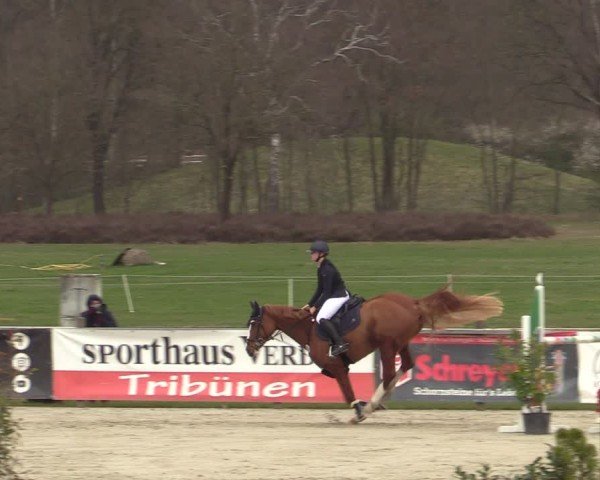 Reitturnier Westergellersen 2025