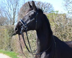 broodmare Rascalina de la luna (Oldenburg, 2004, from Rosario 37)