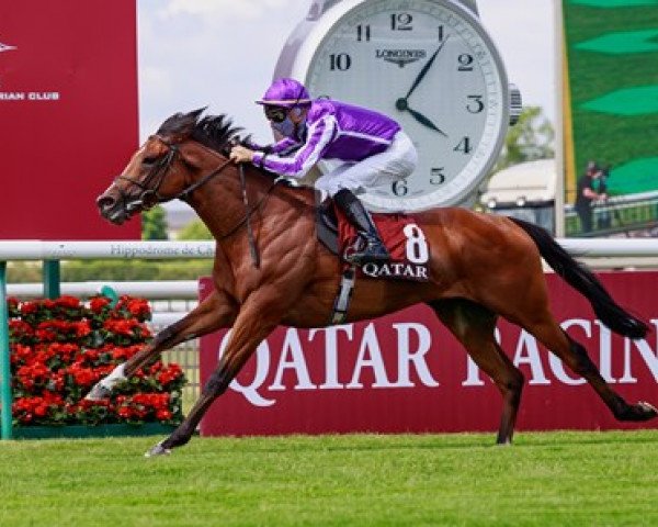 stallion St Marks Basilica xx (Thoroughbred, 2018, from Siyouni xx)