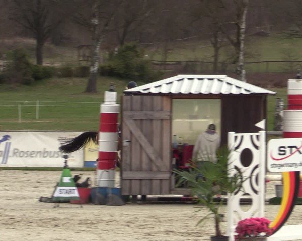 Reitturnier Westergellersen 2025
