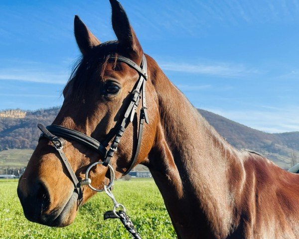 Springpferd Care 5 (Zangersheide Reitpferd, 2018, von Cornetto du Domaine)