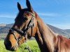 jumper Care 5 (Zangersheide riding horse, 2018, from Cornetto du Domaine)