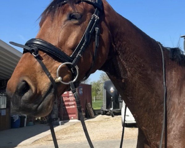 jumper Care 5 (Zangersheide riding horse, 2018, from Cornetto du Domaine)