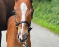 dressage horse Forever Hope C (Westphalian, 2021, from Fashion In Black NRW)