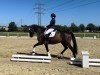 dressage horse Sabucco WH (Trakehner, 2018, from Schwarzgold)