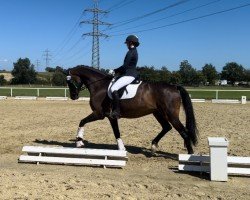 Dressurpferd Sabucco WH (Trakehner, 2018, von Schwarzgold)