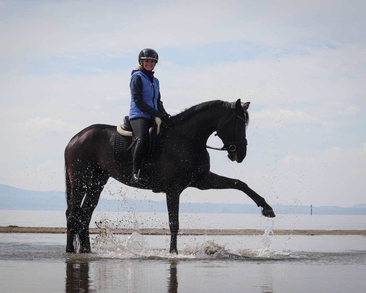 dressage horse Fabrice 72 (German Sport Horse, 2016, from Florenz 71)