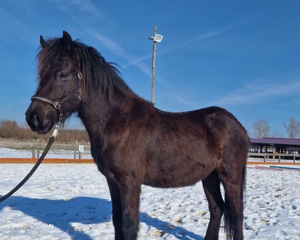 horse Laena vom Laekurhof (Iceland Horse, 2021, from Teigur vom Kronshof)