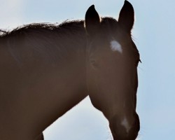 Zuchtstute Stella (Hannoveraner, 2015, von Sir Heinrich OLD)