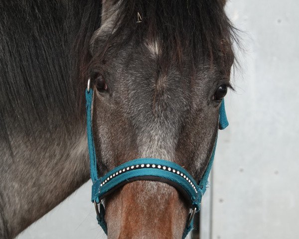 dressage horse Lord Chocolate Bmf CH (Swiss Warmblood, 2020, from Limp Bizkit 6)