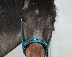 dressage horse Lord Chocolate Bmf CH (Schweizer Warmblut, 2020, from Limp Bizkit 6)