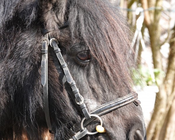 horse Charmeur v. Linehof (Shetland Pony, 1995, from Edmund van de Brouwerij)