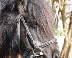 horse Charmeur v. Linehof (Shetland Pony, 1995, from Edmund van de Brouwerij)