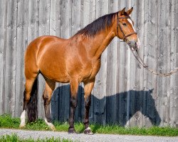 Pferd Stefan H (KWPN (Niederländisches Warmblut), 1999, von Kenwood)