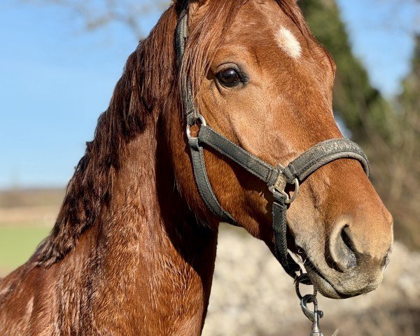 Springpferd Dexter-AR (Westfale, 2022, von Diathago)