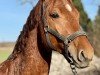 Springpferd Dexter-AR (Westfale, 2022, von Diathago)