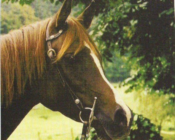 horse Petjenga (Arabian, 1994, from Vatican 1983 ox)