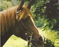horse Petjenga (Arabian, 1994, from Vatican 1983 ox)
