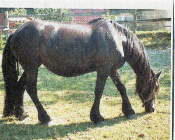horse Fardou (Friese, 1994, from Pike)