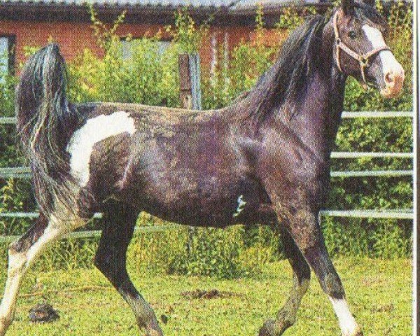 horse Naomi (Pinto / Hunter, 1996, from Ahoy)