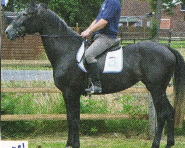 horse Nariko (Great Poland (wielkopolska), 2009, from Junus)