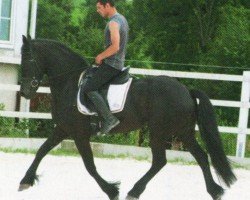 horse Elza (Friese, 2009, from Tsjerk 328)
