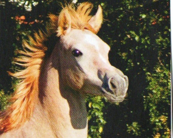 horse Once In A Lifetime (Arabian, 2011, from GR Amaretto EAO)