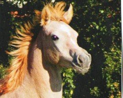 Pferd Once In A Lifetime (Araber, 2011, von GR Amaretto EAO)