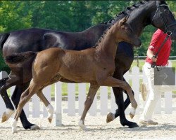 broodmare Habanera (Hanoverian, 2008, from Hohenstein I)