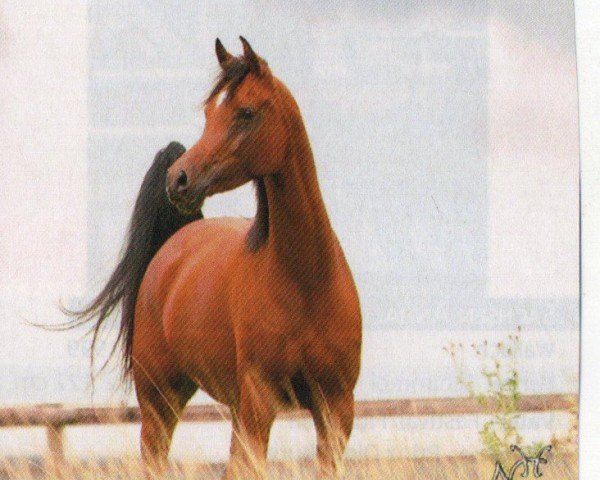 Pferd Escalente (Araber, 2005, von El Amin ox)