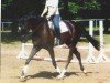 dressage horse Don Matcho 4 (Hanoverian, 2007, from Don Crusador)