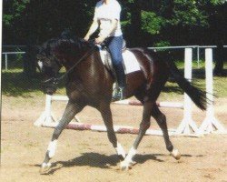 dressage horse Don Matcho 4 (Hanoverian, 2007, from Don Crusador)