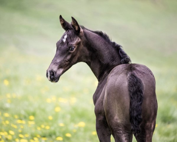 dressage horse Galwino (Westphalian, 2021, from Goldberg 15)