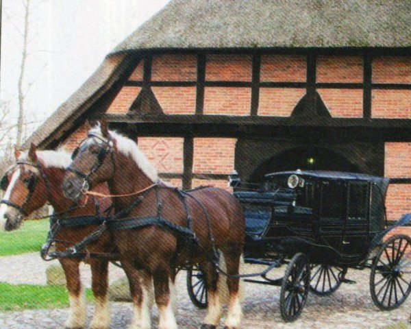 Dressurpferd Zernitz (Schleswiger Kaltblut, 2005, von Zobel)