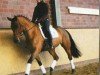 Pferd Canaris 48 (Oldenburger, 2006, von Clapton)