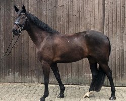 dressage horse Friso (Hanoverian,  , from Tannenhof's Fahrenheit)