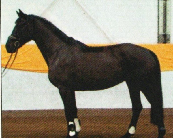 broodmare Ebony Art (Hanoverian, 2007, from Espri)