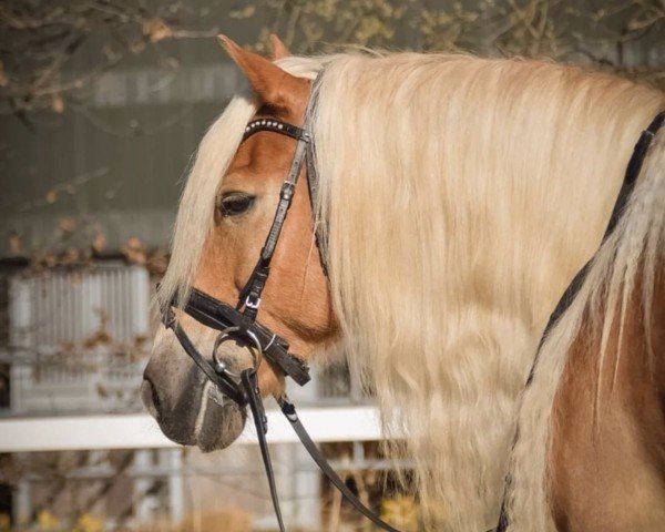 horse Sonnenschein (Haflinger, 2006, from Smudo (0,78% ox))
