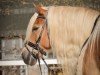Pferd Sonnenschein (Haflinger, 2006, von Smudo (0,78% ox))