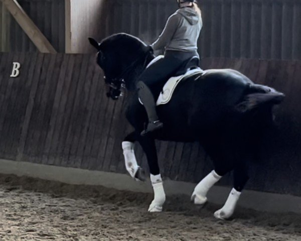 broodmare Destiny 266 (Hanoverian, 2014, from De Niro)